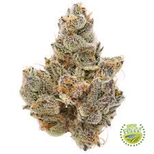Island Sweet Skunk