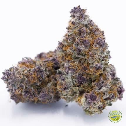 Tropic Tangie